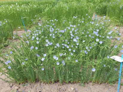 Click for 1 image(s) for this accession.